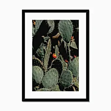 Prickle Pear