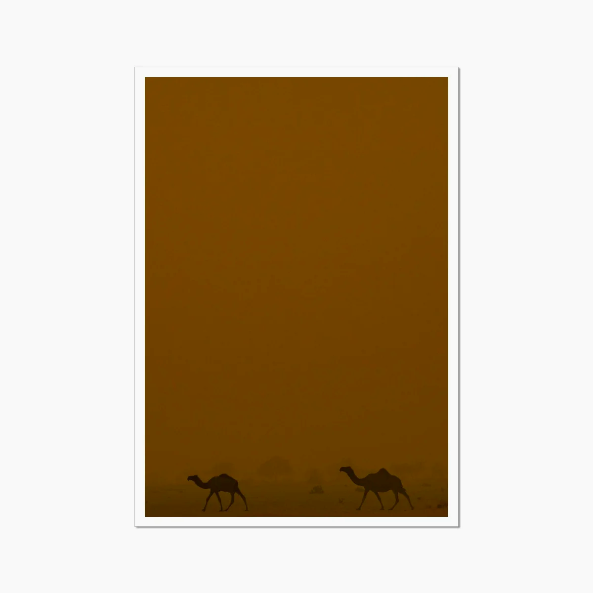 Roaming Camels II Riyadh