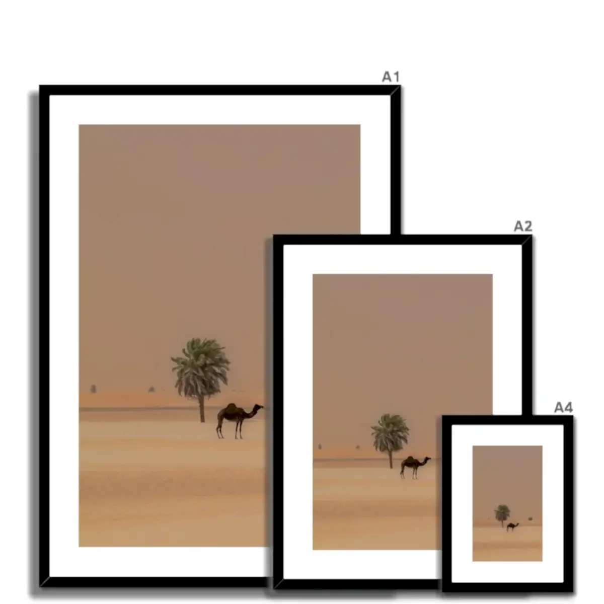 Camel Dammam Desert