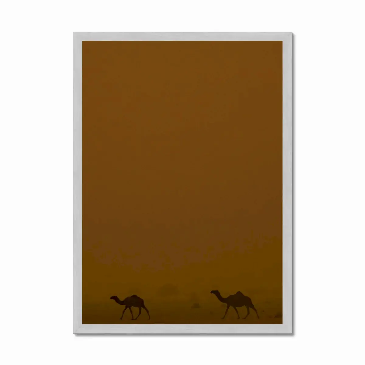 Roaming Camels II Riyadh