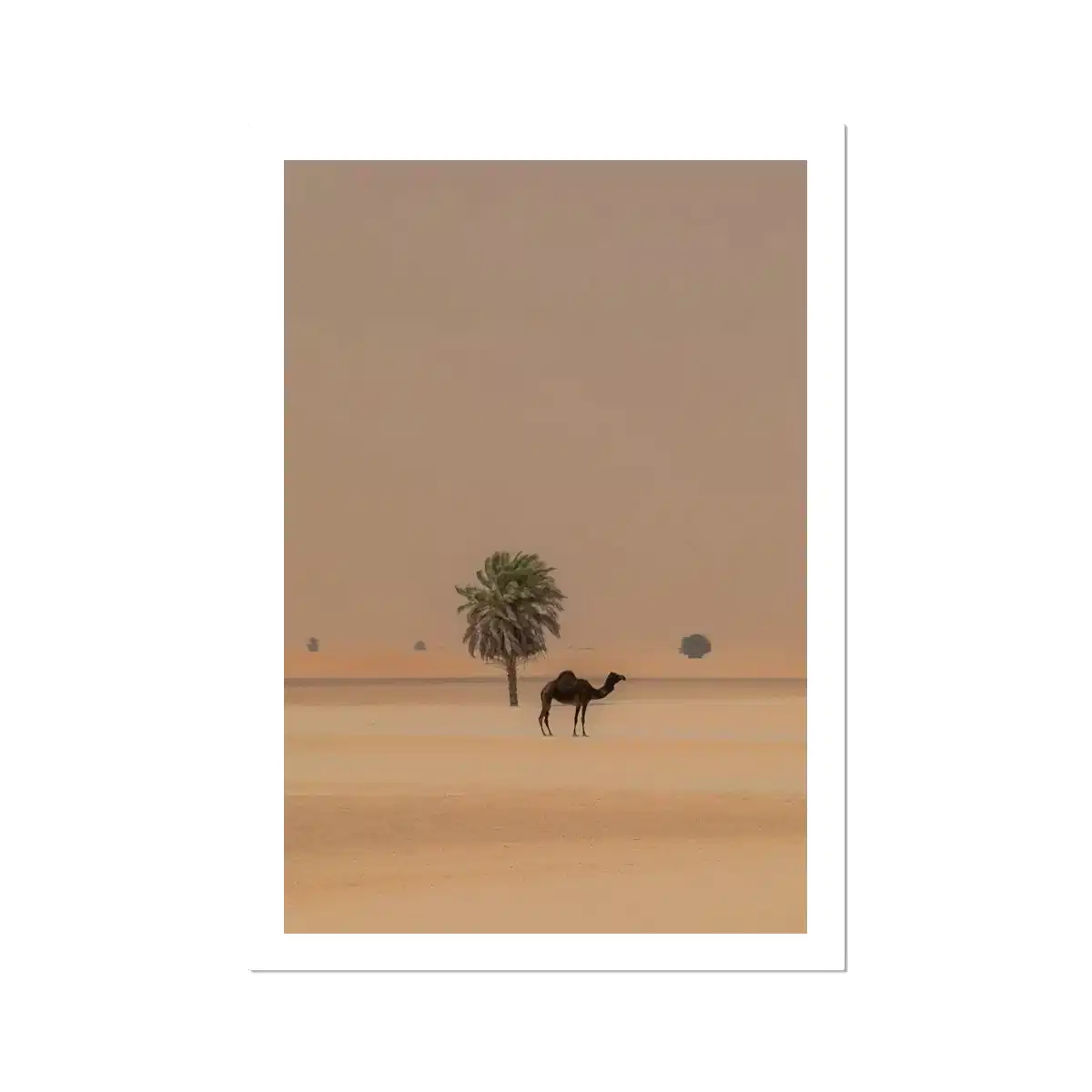 Camel Dammam Desert
