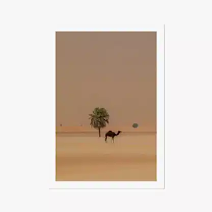 Camel Dammam Desert