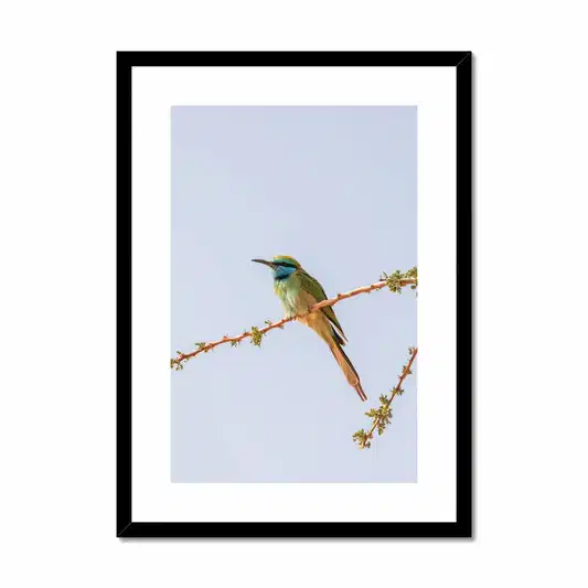 Arabian Green Bea-Eater