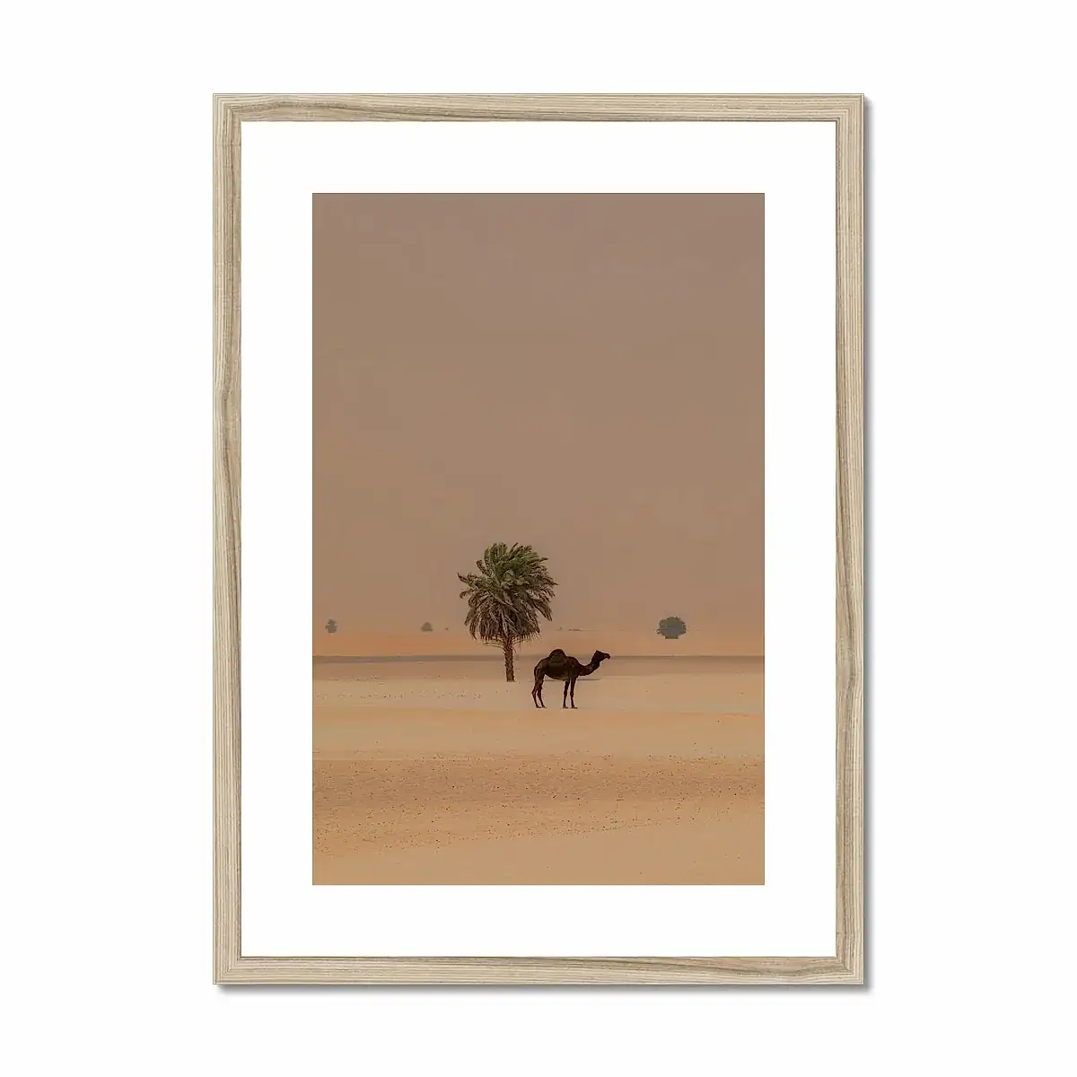 Camel Dammam Desert