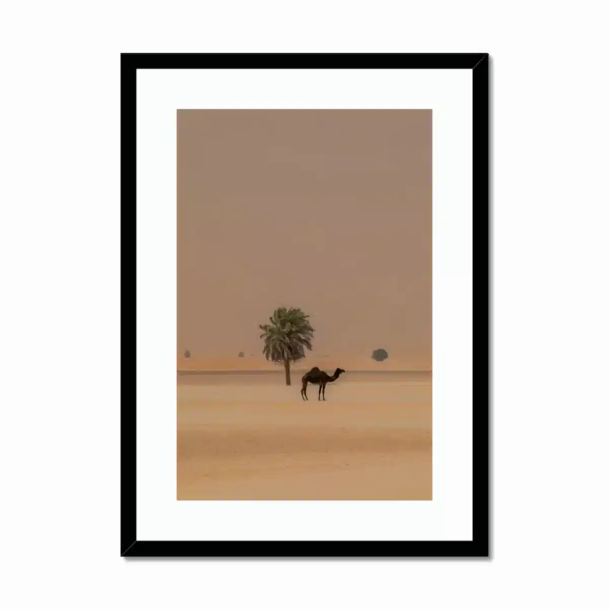 Camel Dammam Desert