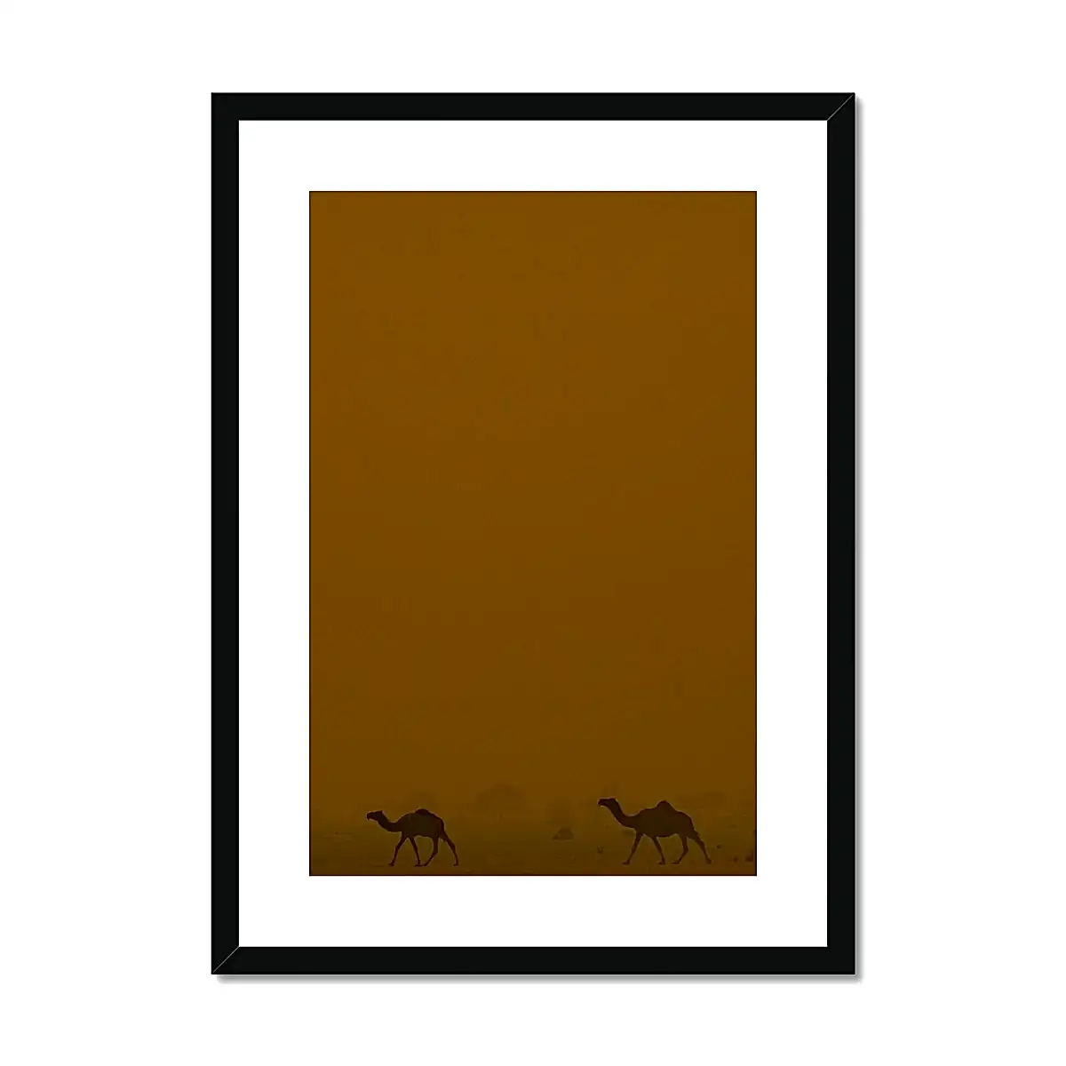 Roaming Camels II Riyadh