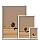 Camel Dammam Desert