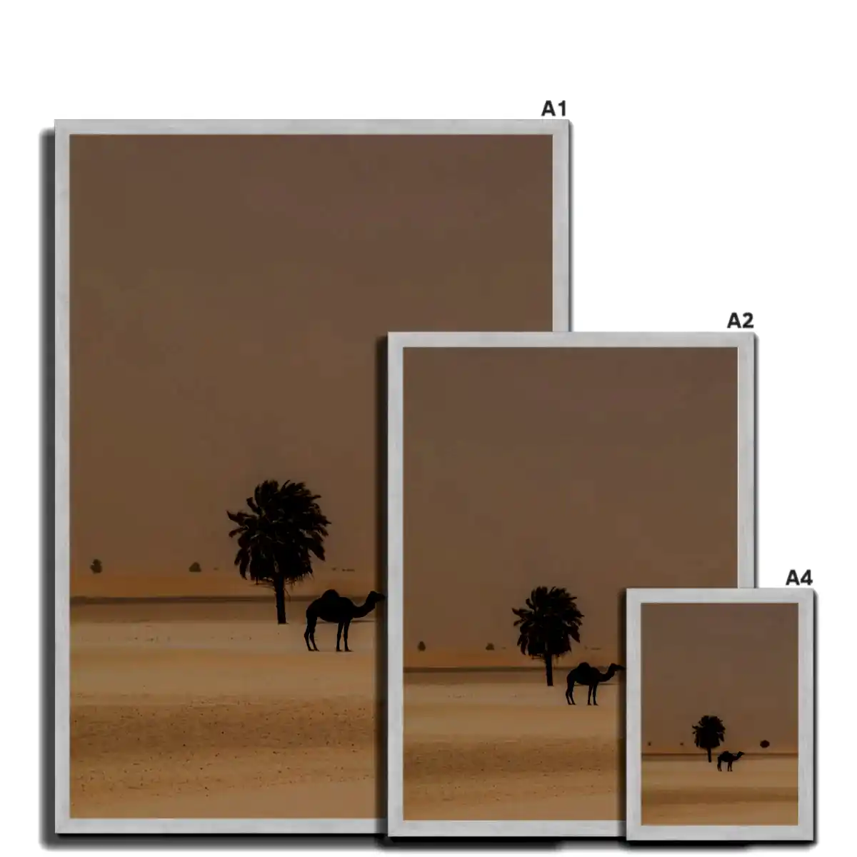 Camel Dammam Desert
