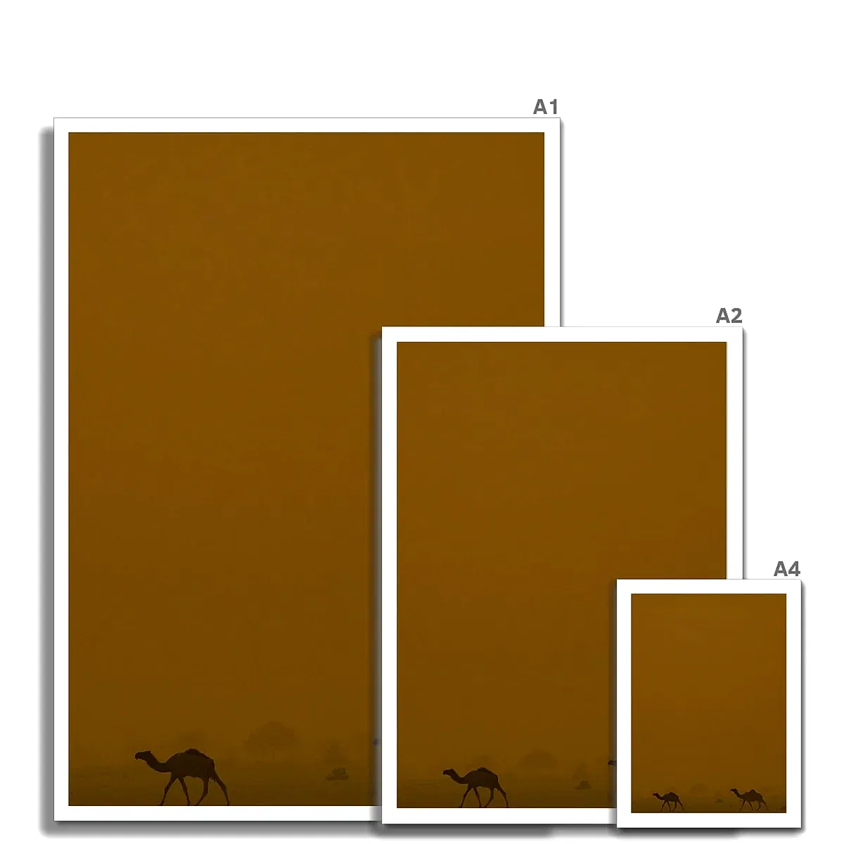 Roaming Camels II Riyadh