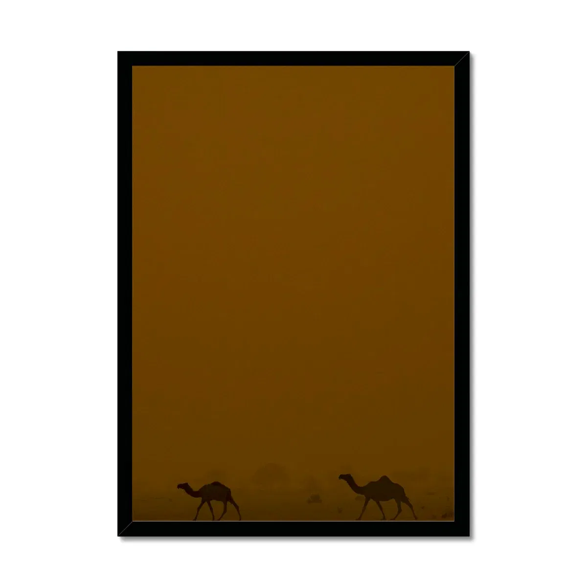 Roaming Camels II Riyadh