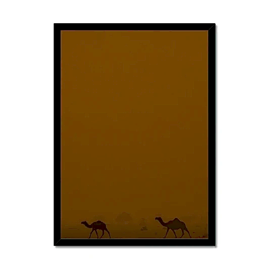 Roaming Camels II Riyadh