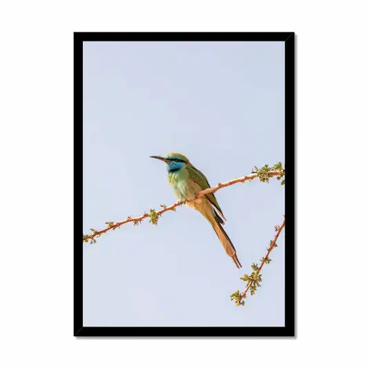 Arabian Green Bea-Eater