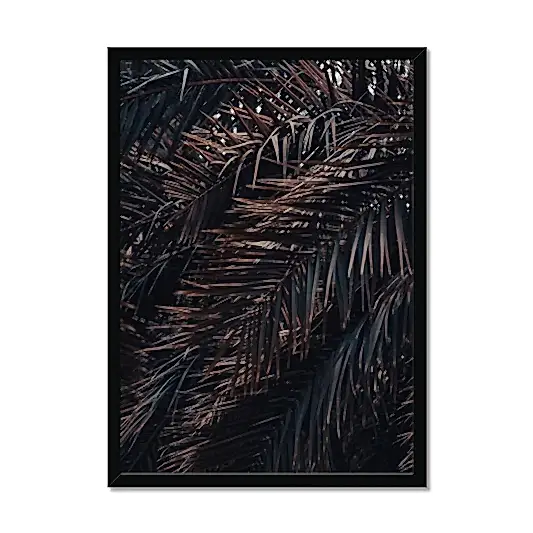 Saudi Palms