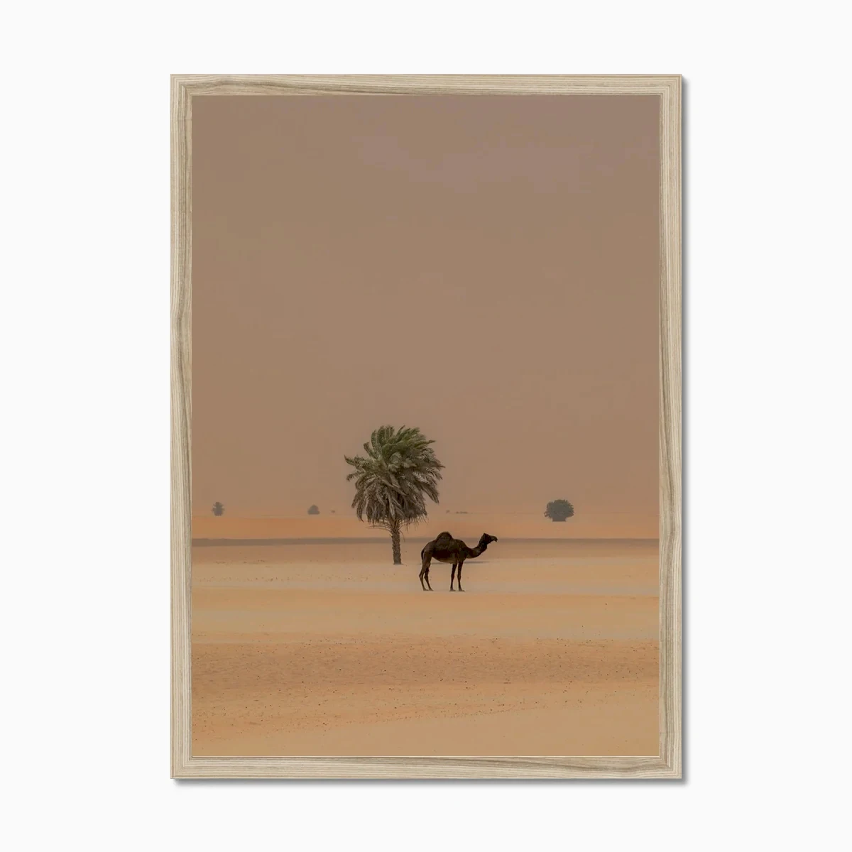 Camel Dammam Desert