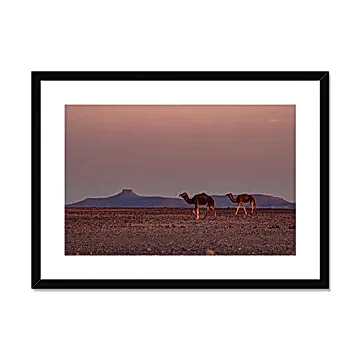Roaming Camel Duo