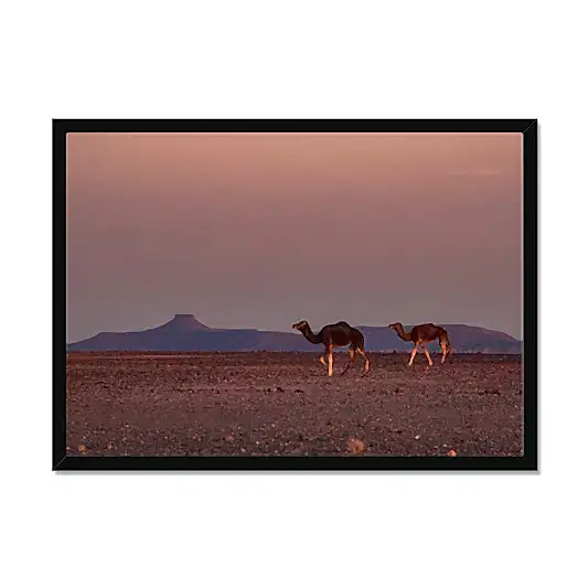 Roaming Camel Duo