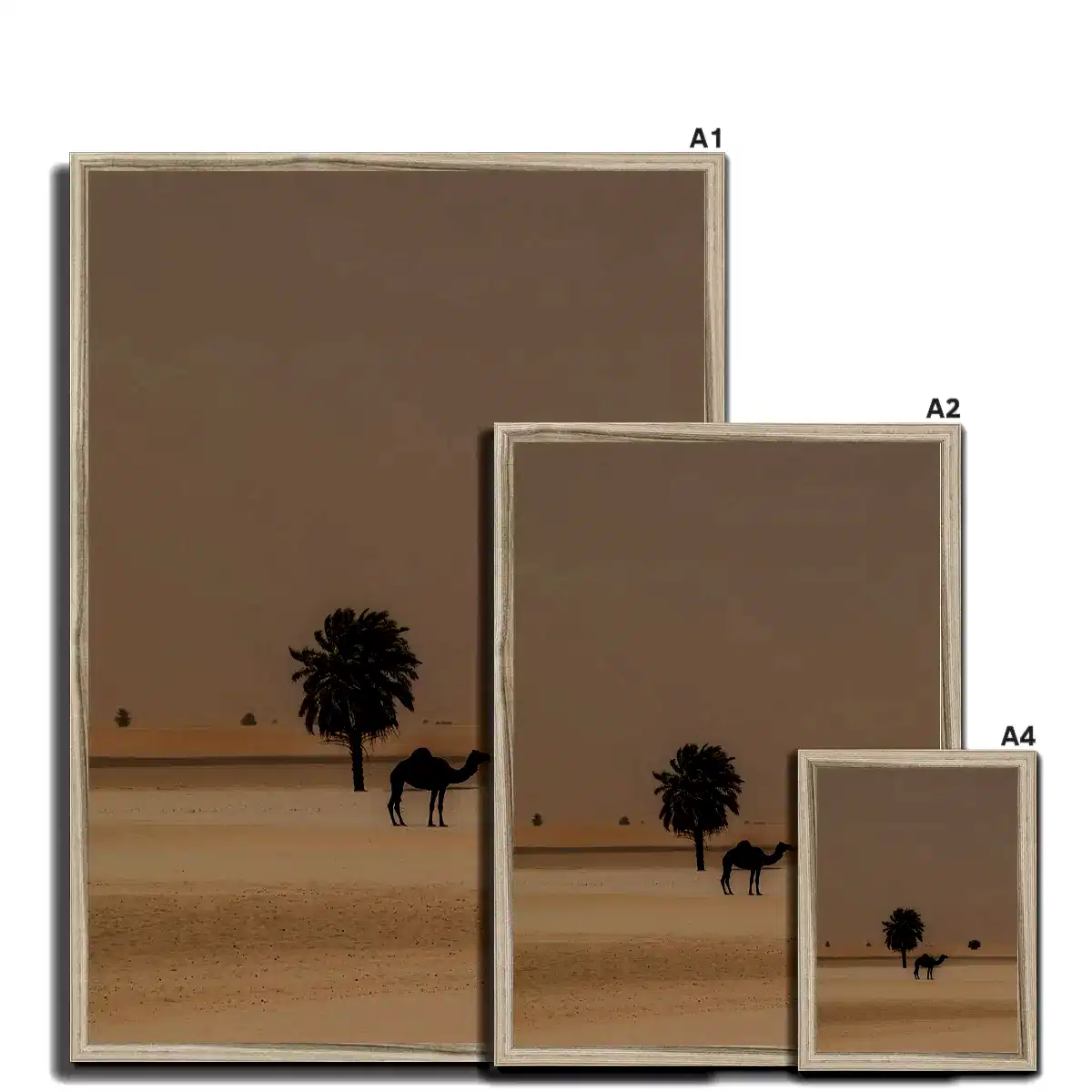 Camel Dammam Desert