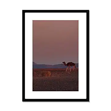 Roaming Camel