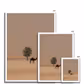 Camel Dammam Desert