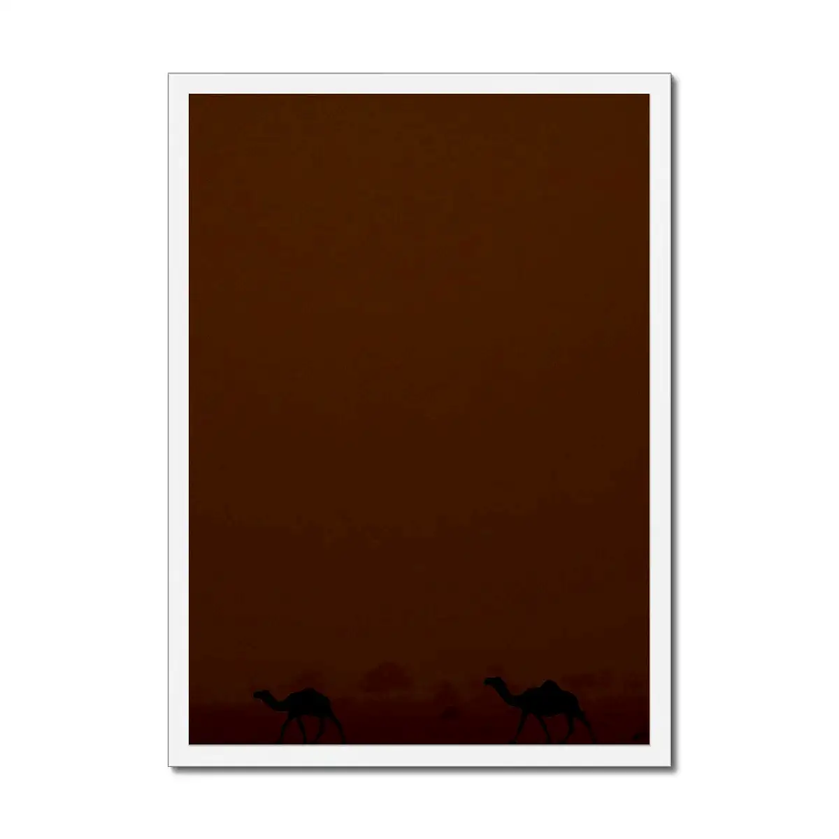 Roaming Camels II Riyadh