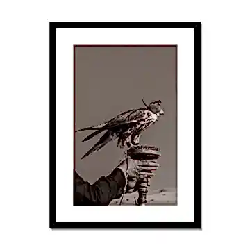 Falconry