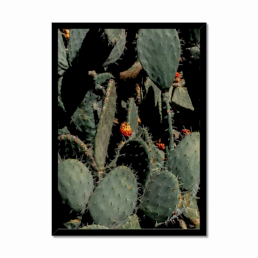 Prickle Pear